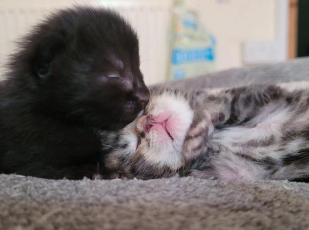 Image 1 of 1 fluffy black Kitten left needing forever home