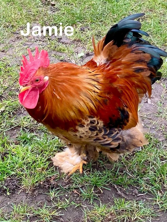 Preview of the first image of mixed/bantam cockerel 10 months old.