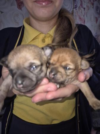 Image 12 of STUNNINGFemale Apple Head Chihuahua For Sale