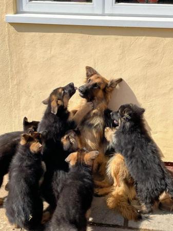 Image 1 of KC reg big boned long coated German Shepherd puppies