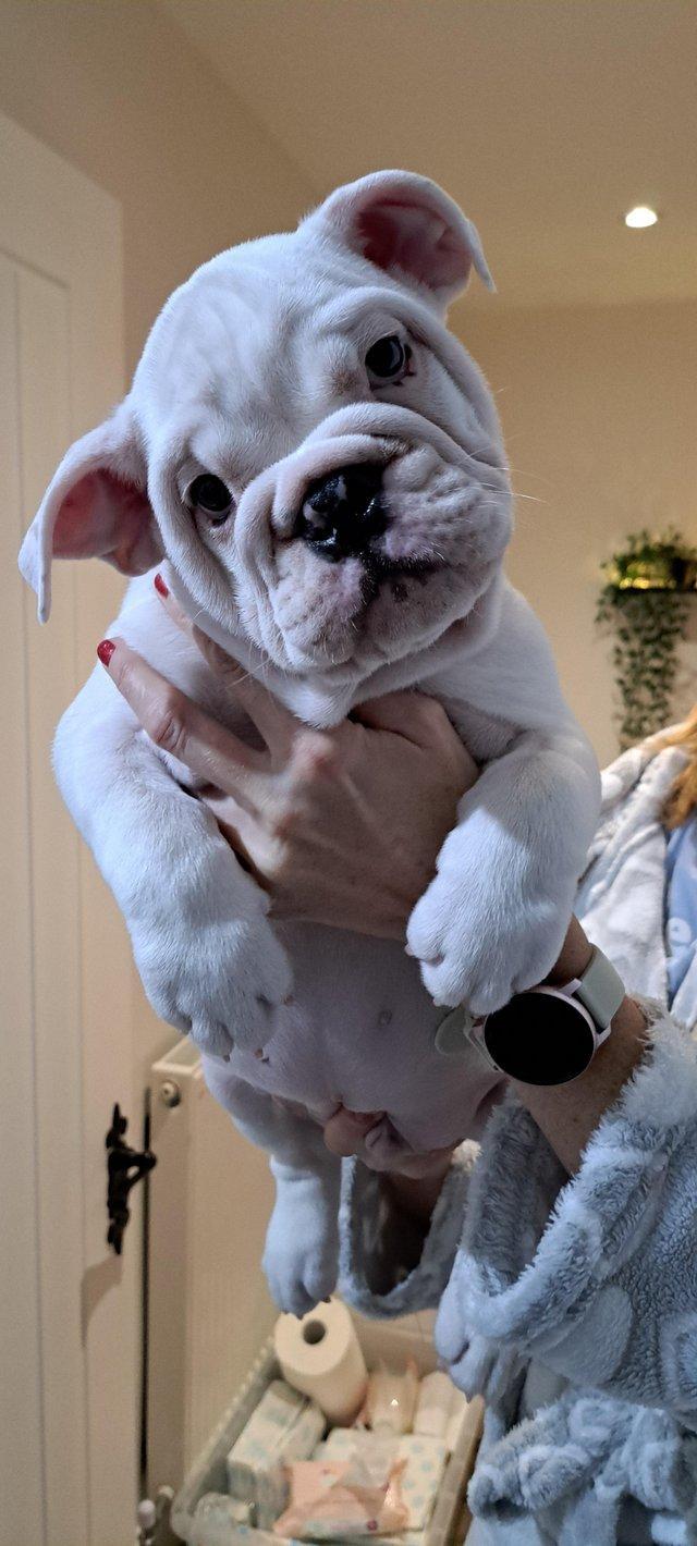 Preview of the first image of Stunning British Bulldog Pups.