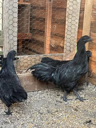 Image 2 of Three hens  of ayam cemani