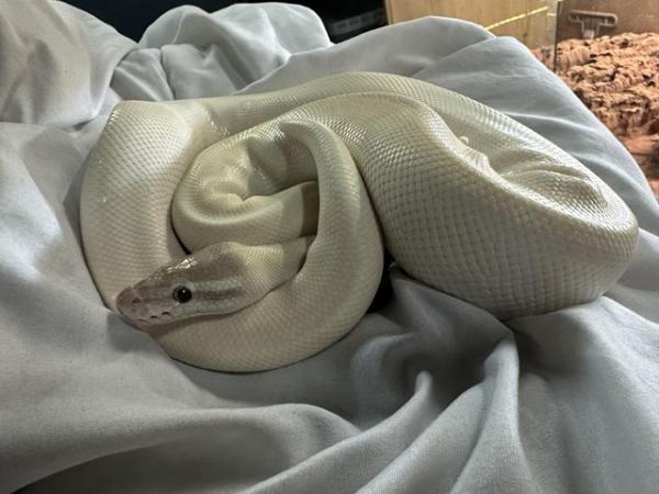 Image 3 of Mojave lesser royal python