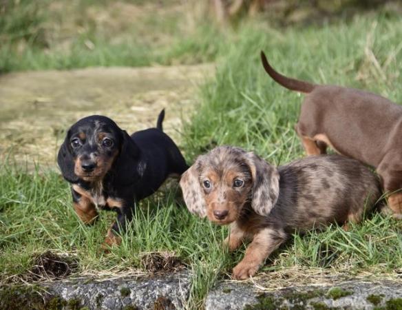 Adorable dachshund puppies looking new home for sale in Tarleton, Lancashire - Image 6