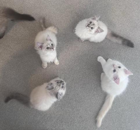 Image 7 of Last 2 GCCF pedigree Ragdoll kittens available