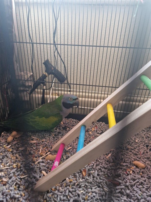 Preview of the first image of Beautiful male derbyan parrot 10 months old.