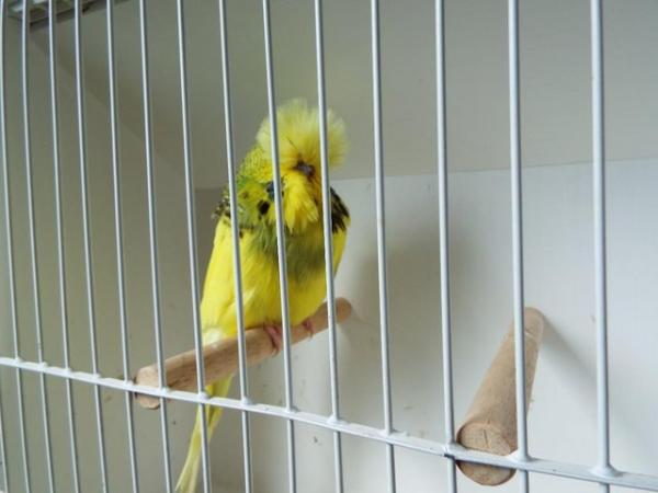 Image 4 of Budgerigars For Sale from Champion Exhibitor