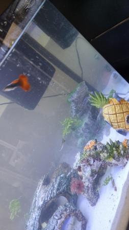 Image 4 of 65 Litre Tropical Fish Tank with Fish included