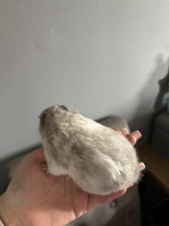 Image 2 of Female hamster needing new home