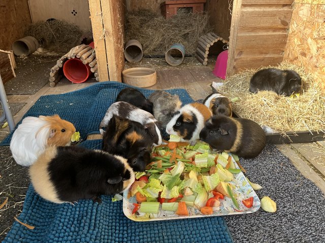 Female guinea pigs for sale best sale near me