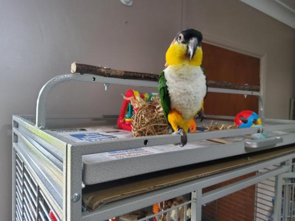 Image 3 of Very Tame Female black headed Caique