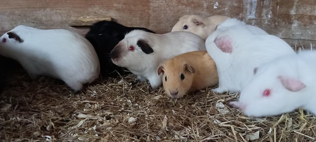 Image 2 of Baby young adult guinea pig boars