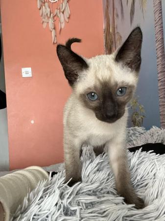 Image 23 of Siamese kittens,ready now only 2 boys left