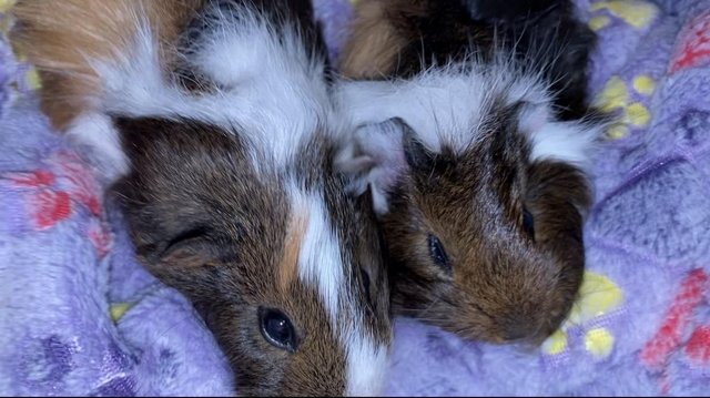 Image 6 of Gorgeous female baby guinea pigs
