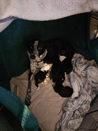 Image 4 of 8 week German shepard black lab border collie puppies