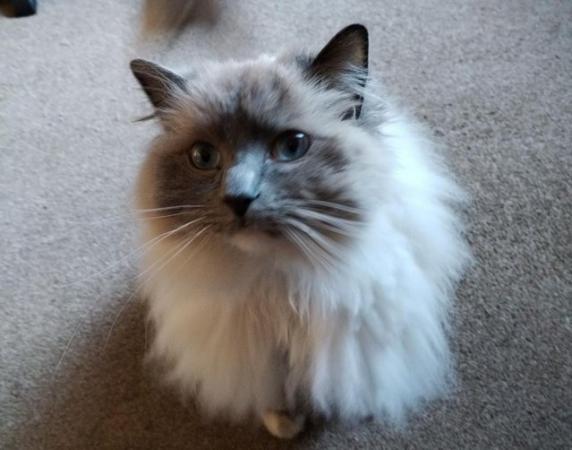 Image 1 of 3 year old Rag-doll adult male cat for sale.