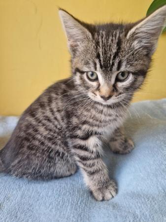 Image 3 of Ready to leave Stunning Silver Tabby kittens 2 left