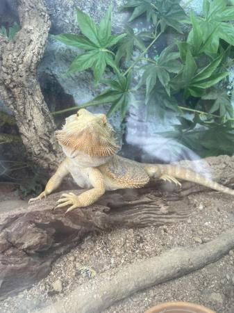 Image 5 of Year old bearded dragons