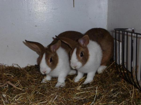 Image 2 of Pure Bred Dutch Young Rabbits