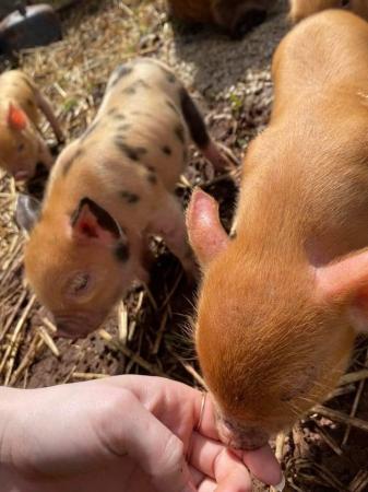 Image 2 of Kune kune piglets , 2 weeks old at the moment