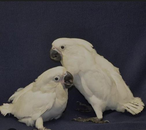Image 1 of Handreared Beautiful Baby umbrella cockatoo parrots