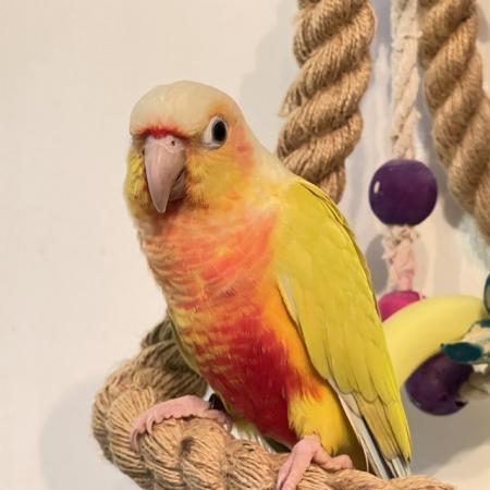 Image 1 of Suncheek Conure Male parrot and dna for sale