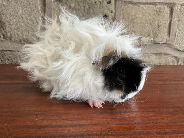 Image 5 of Stunning young curly longhaired male Guinea Pig