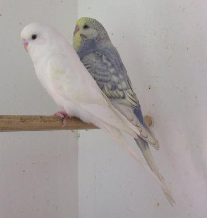 Image 8 of Young Budgies Ready To Go To New Homes