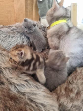 Image 10 of Full British short-haired kittens
