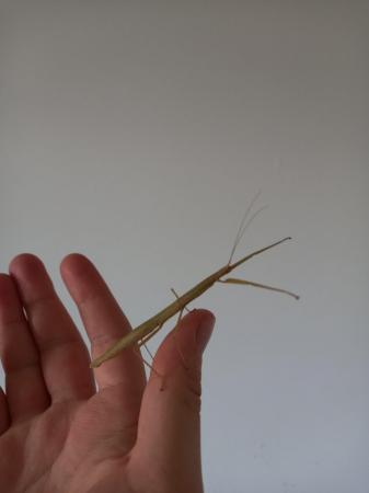 Image 3 of HALF PRICE 12x Indian stick insect eggs