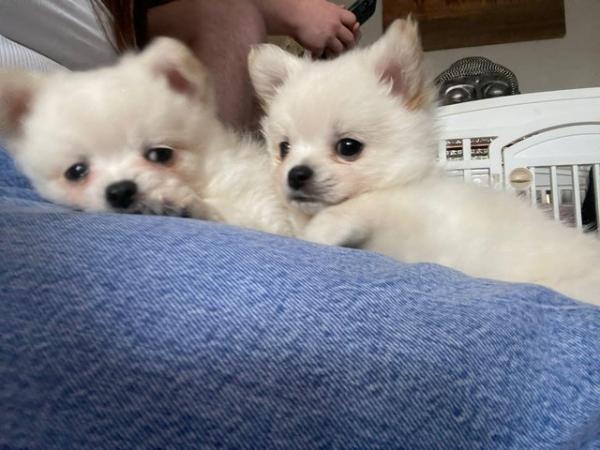 Image 7 of Beautiful pomchi puppies for sale ready for there forever ho
