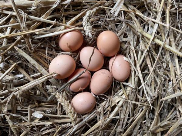 Image 2 of Light Sussex Hatching Eggs from Quality Pure Breed Chickens