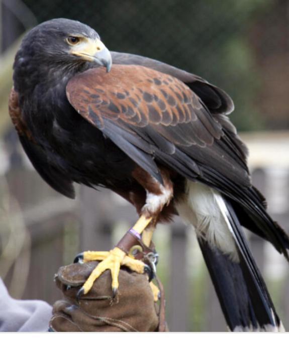 Preview of the first image of Young male or female Harris hawk wanted.