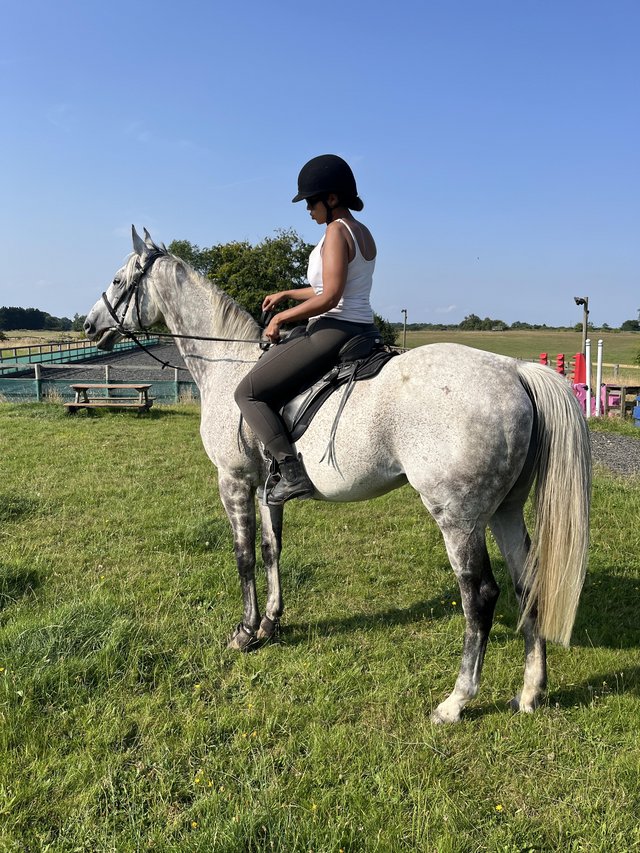 Preview of the first image of 16.3HH TB GELDING FOR LOAN 2/3 days per week.