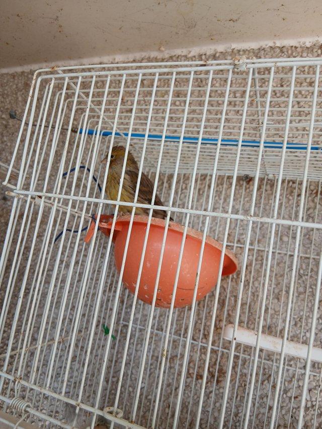 Canary boy and girl £30 each — photo 4 of 4