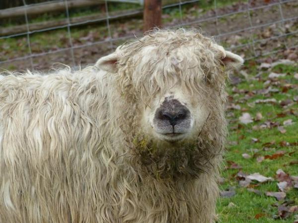 Image 1 of Grey faced Dartmoor ewes