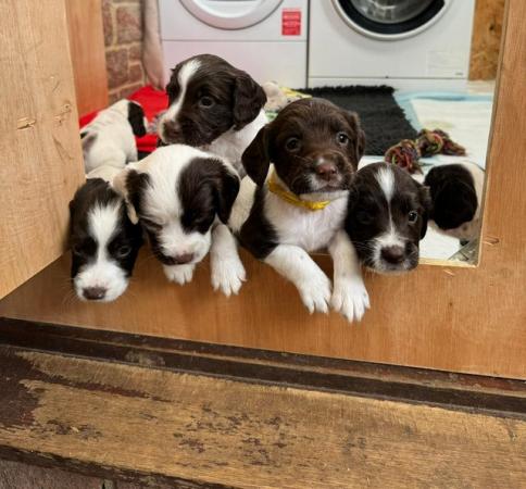 Image 5 of English Springer Spaniel Puppies KC Registered