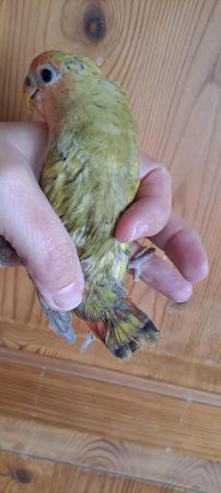 Image 1 of Peach faced baby lovebird for sale