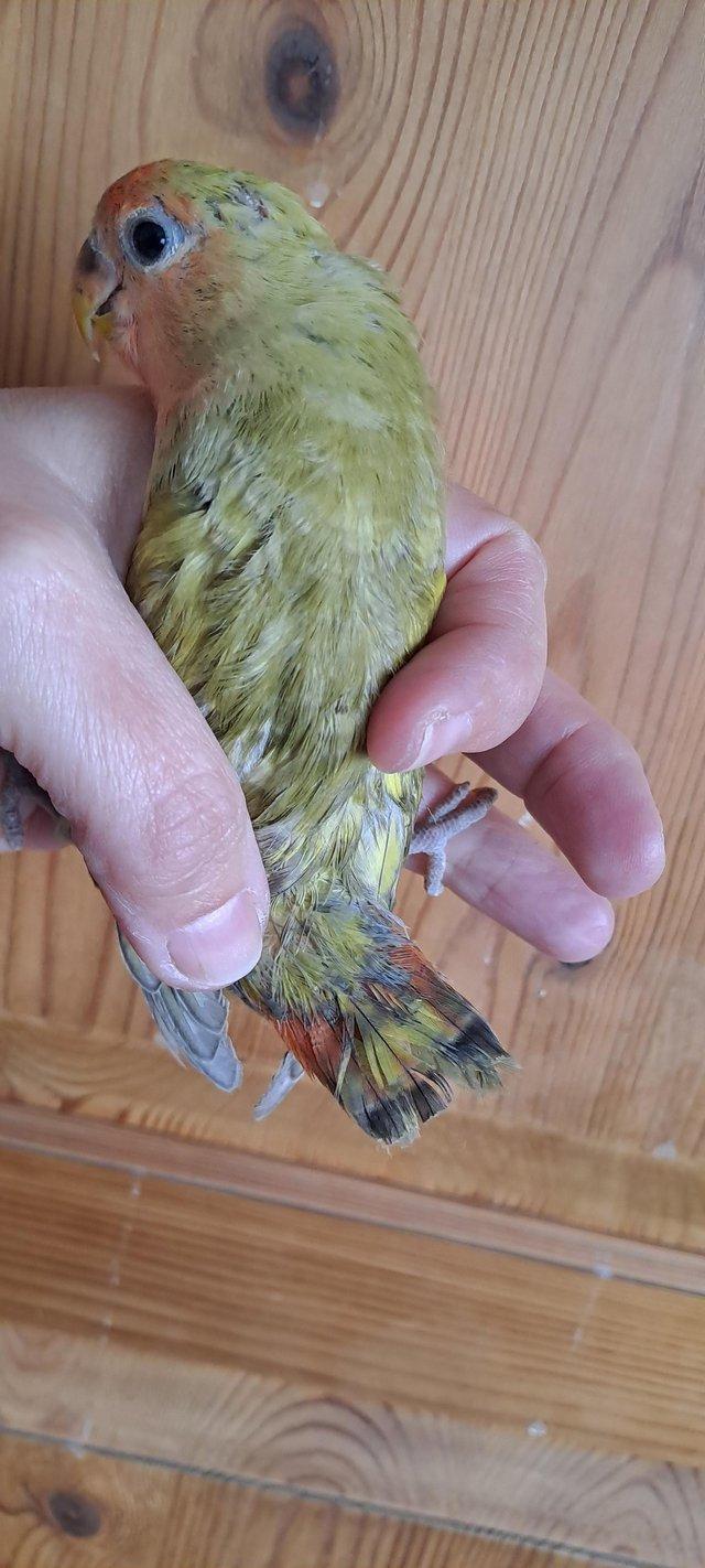 Preview of the first image of Peach faced baby lovebird for sale.