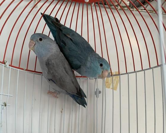 Image 3 of Breeding pair of parrotlets