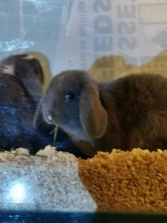 Image 5 of Baby mini lops 2 for £100