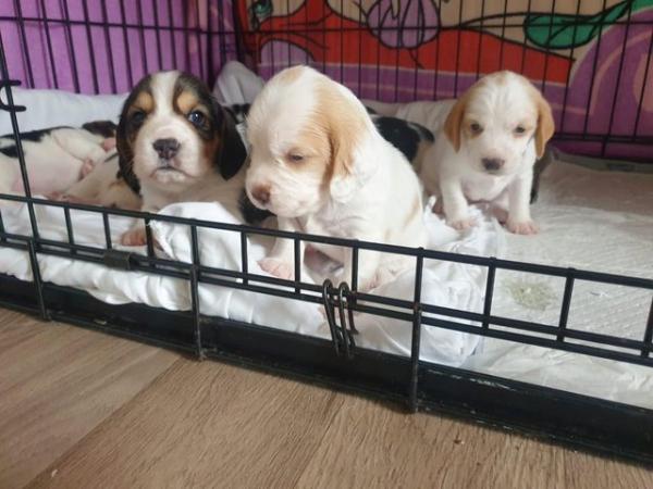 Image 3 of Astonishing Beagle puppies