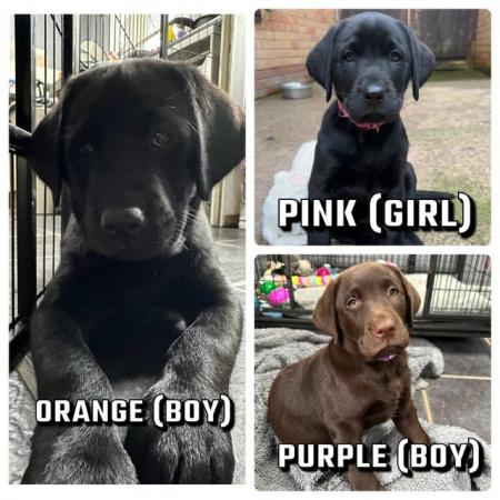 Image 16 of 1 LEFT READY NOW Gorgeous KC Reg Black Labrador Puppies