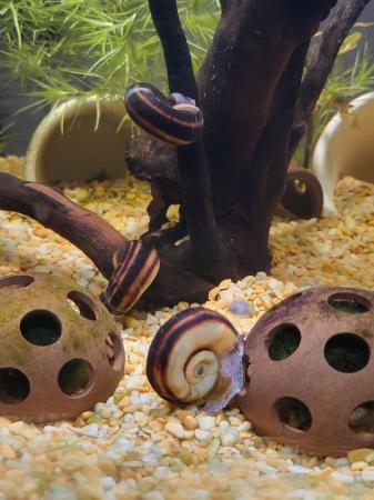 Image 3 of Baby Colombian Giant Ramshorn Snail ((Marisa cornuarietis)))