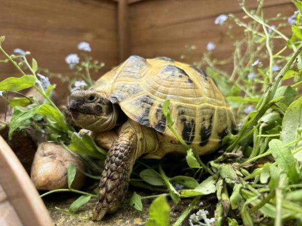 Image 1 of Horsfield Tortoise, Male, 6 Years Old