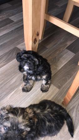 Image 14 of 2 beautiful male shih tzu left £500 ready now 9 week old