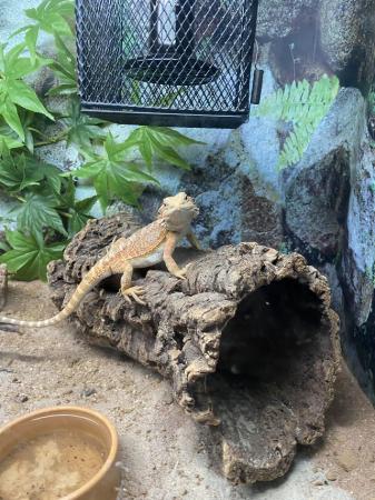 Image 3 of Year old bearded dragons