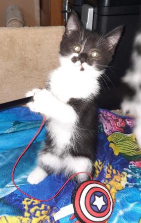 Image 2 of Very pretty super fluffy Black and White female Kitten