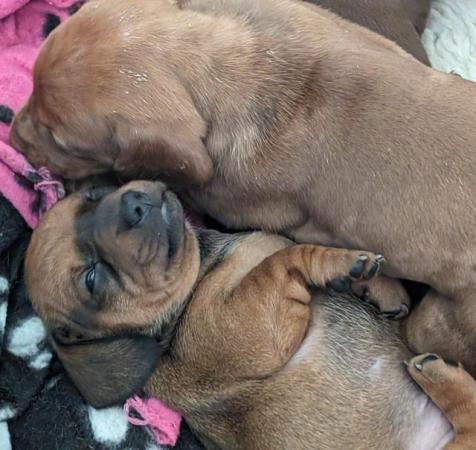 Image 7 of Dachshund Puppies available males and females