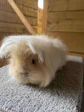 Image 3 of Pure Swiss guinea pig sow